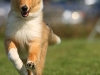 Agility Freunde Donzdorf